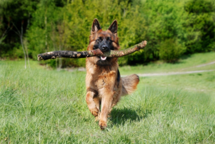 Schmerzfrei, beweglich und agil Trotz Hüftdysplasie (HD): Ein gutes Hundeleben mit der richtigen Therapie