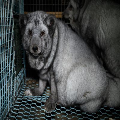 Deutsches Tierschutzbüro fordert Import- und Handelsverbot für Pelzwaren -Tierrechtler*innen starten Petition