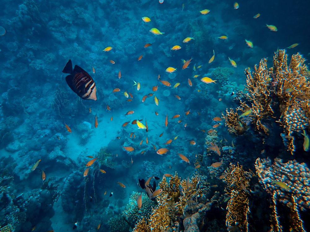 beautiful fish swimming around corals sea