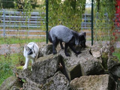 Deutsches Tierschutzbüro rettet Füchse aus polnischer Pelzfarm