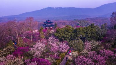 nanjing plum blossom hill