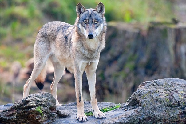 Wolf Naturschutzbund 1