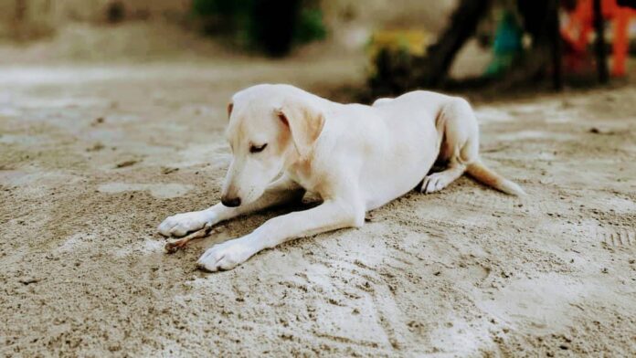 Stala Adventure Lodge in Kartong in The Gambia allows pet owners vacation with the beloved dog (Butterfly enjoys!) © 2022 by www.bellacoola.de