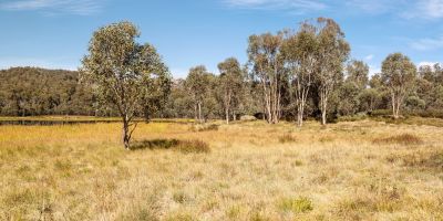 extremeweatherdroughtdrygrasslandandforesttrees