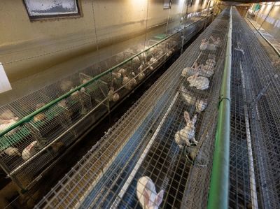 e0a1494 - Kaninchen brutal totgeschlagen: Bildmaterial belegt Tierquälerei in größten Kaninchenzuchtanlage Deutschlands