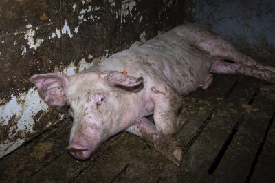 Westfleisch-Skandal: Tierquälerei von Schweinen in 7 Westfleisch Zulieferbetrieben – einer davon ist in Velen