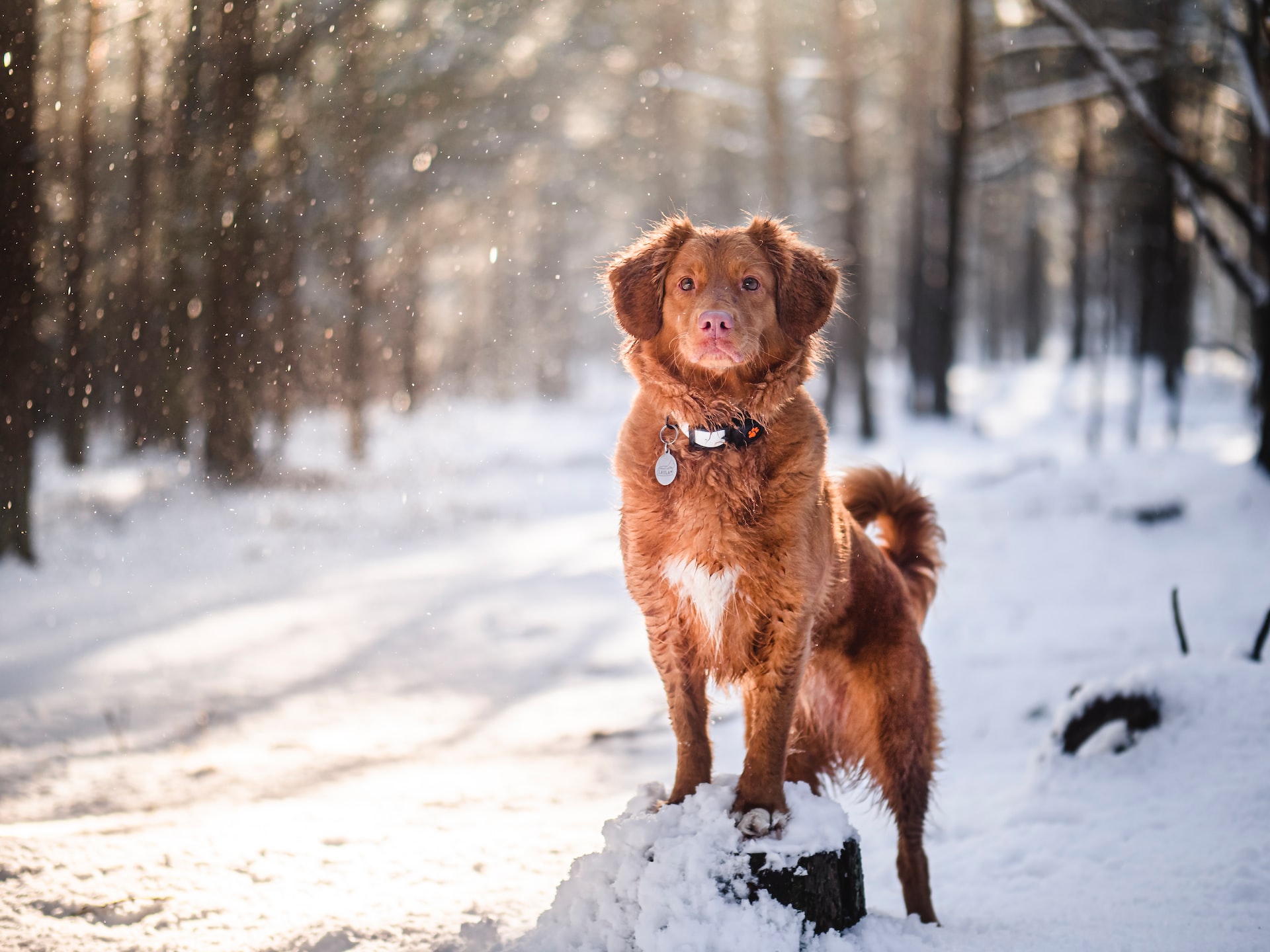 Hunde benötigen im Winter besonderen Schutz