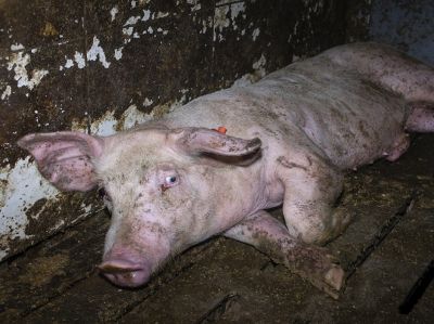Nach Aufdeckung von Tierquälerei in Westfleisch Zuliefererbetrieb in Velen: Landwirt muss sich vor Gericht ver