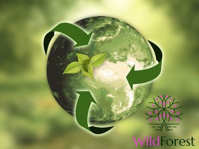 Wild Forest: Nachhaltigkeit und Wirtschaftlichkeit in Einklang